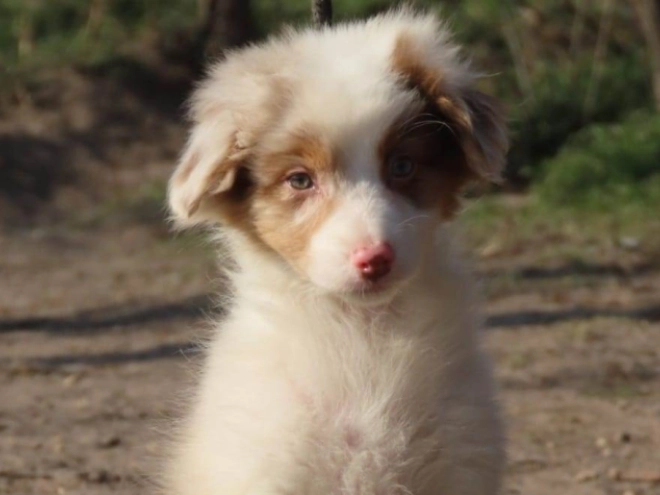 Australian Shepherd Welpe zu verkaufen