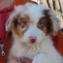 Perros Pastor Australiano en venta