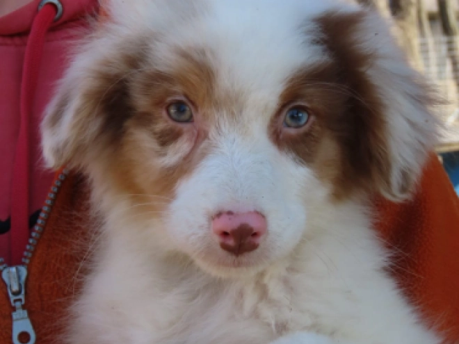 Australian Shepherd Welpe zu verkaufen
