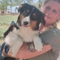 Zephyr, tricolor Australian Shepherd for sale