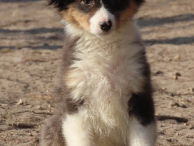 Perros Pastor Australiano en venta