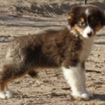 Perros Pastor Australiano en venta
