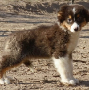 Perros Pastor Australiano en venta