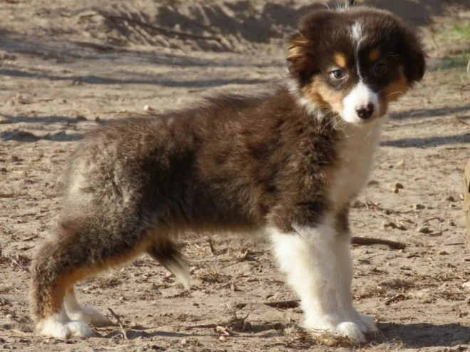 Perros Pastor Australiano en venta