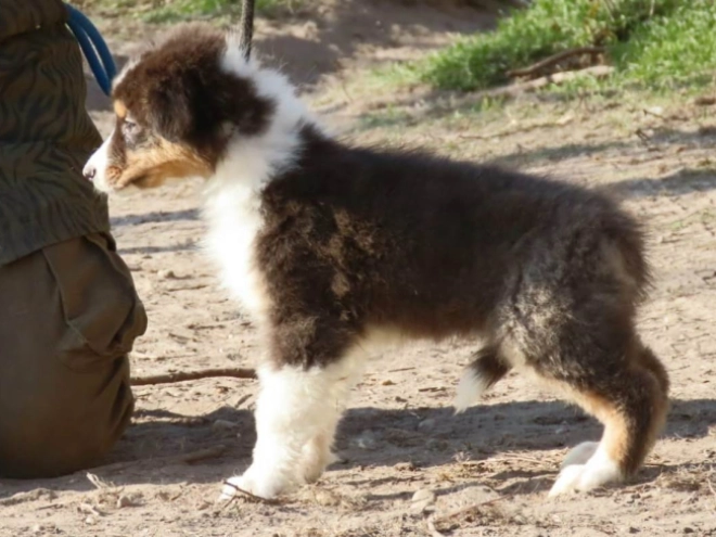 Perros Pastor Australiano en venta