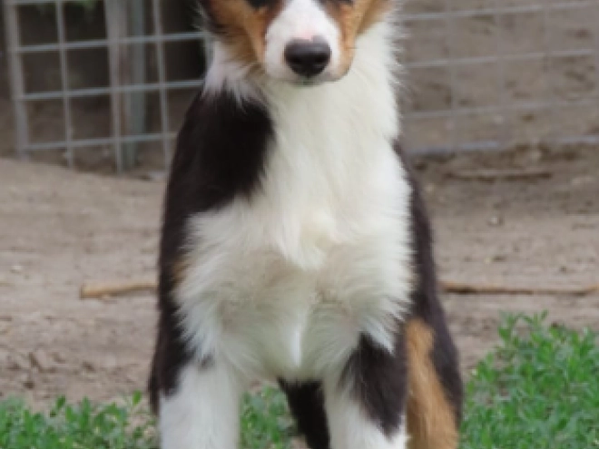 Australian Shepherd puppy for sale