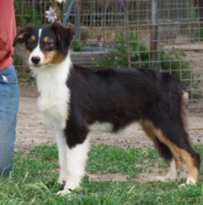 Australian Shepherd puppy for sale