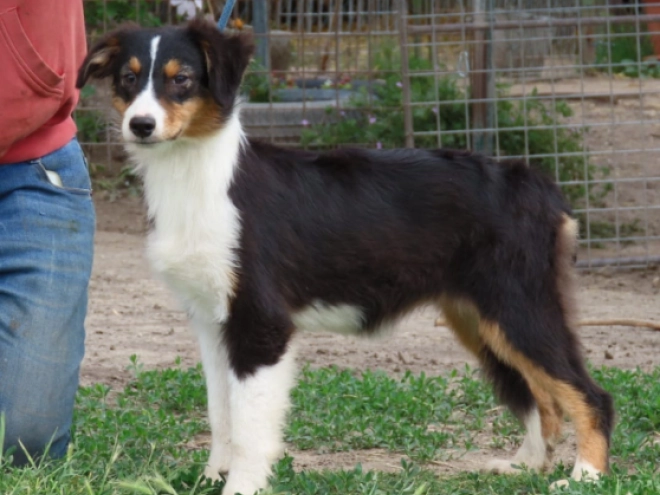 Australian Shepherd puppy for sale