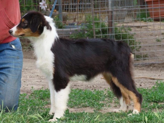 Australian Shepherd puppy for sale