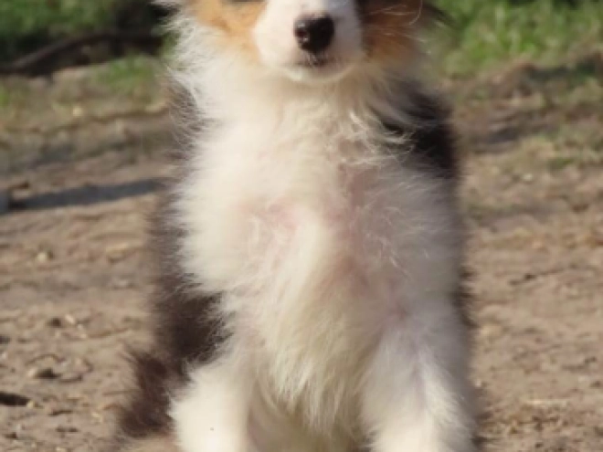 Perros Pastor Australiano en venta