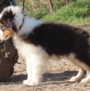 Perros Pastor Australiano en venta