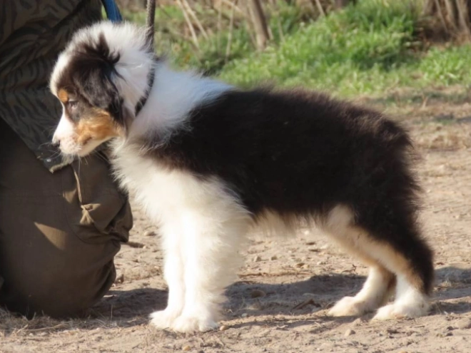 Perros Pastor Australiano en venta
