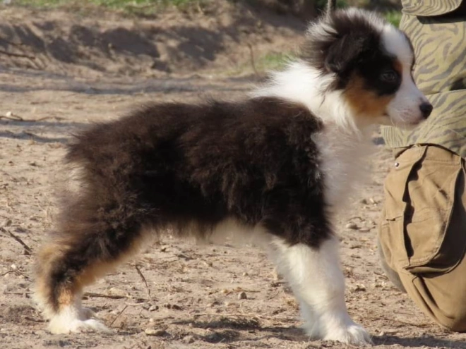 Perros Pastor Australiano en venta