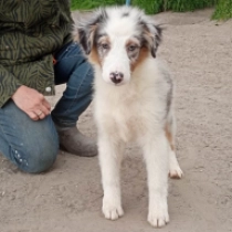 Perros Pastor Australiano en venta