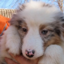 Perros Pastor Australiano en venta