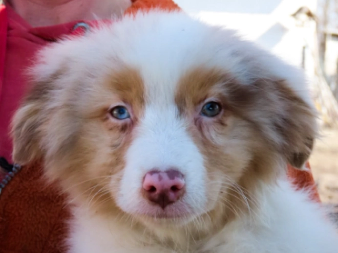 Australian Shepherd puppy for sale