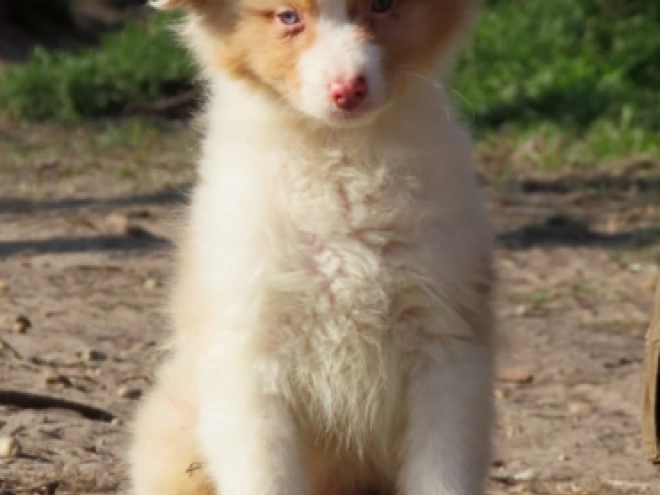 Australian Shepherd puppy for sale