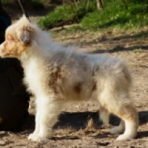 Perros Pastor Australiano en venta
