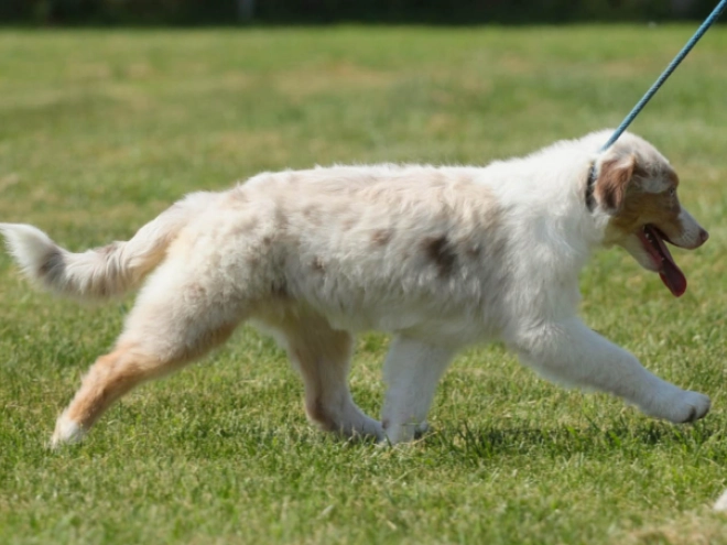 Australian Shepherd Welpe kaufen