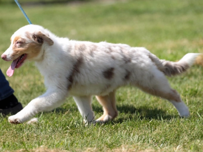 Australian Shepherd Welpe kaufen