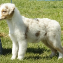 Rosie, merle Australian Shepherd Welpen kaufen