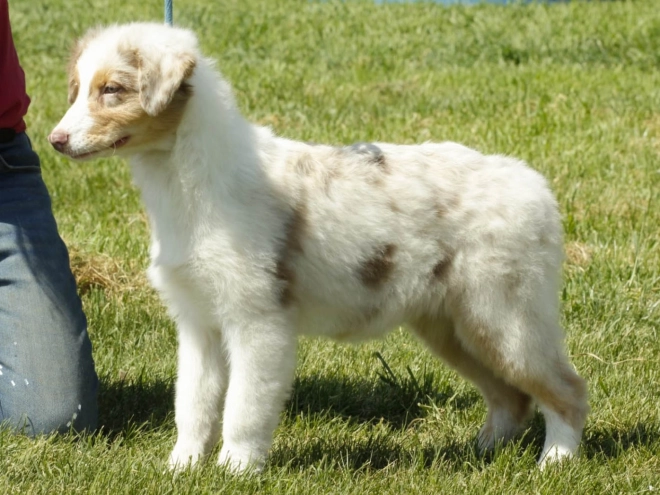Australian Shepherd Welpe kaufen