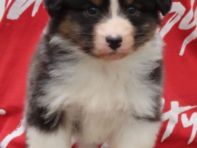 Australian Shepherd Welpe kaufen