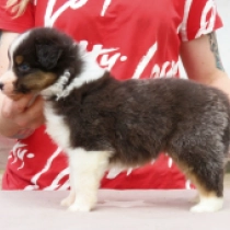 Astra, black tricolor Pastor Australiano en venta