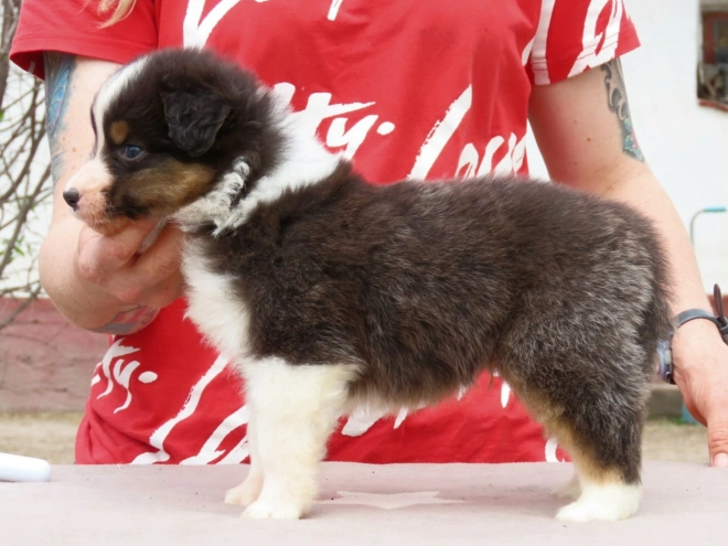 Australian Shepherd Welpe kaufen