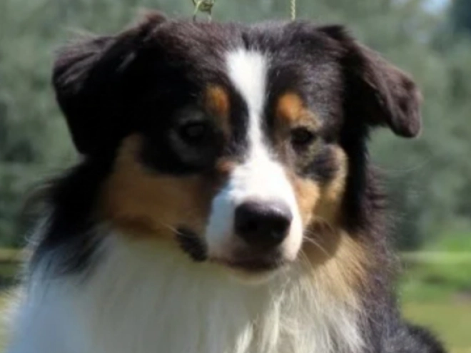 Australian Shepherd Welpe kaufen