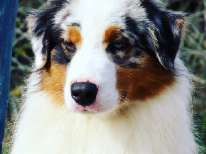 Australian Shepherd Welpe kaufen