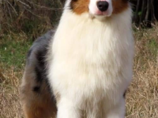 Australian Shepherd Welpe kaufen