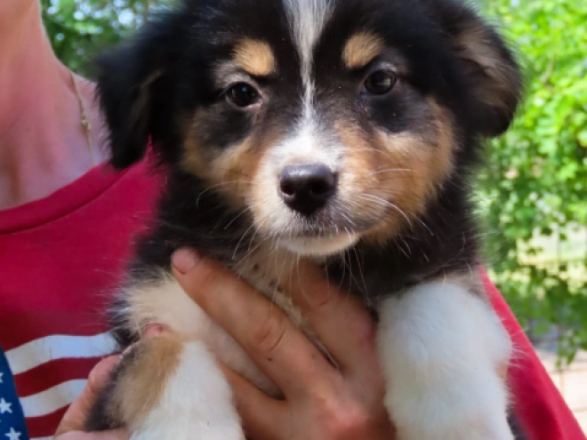 Perros Pastor Australiano en venta
