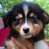 Ceres, black tricolor Pastor Australiano en venta