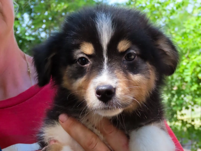 Perros Pastor Australiano en venta