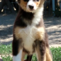 Kylie Minogue, black tricolor Australian Shepherd for sale