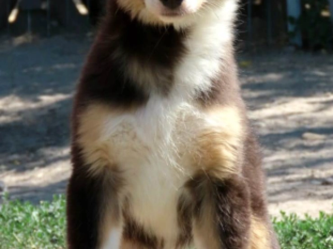 Australian Shepherd puppy for sale