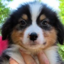 Bear, black tricolor Pastor Australiano en venta