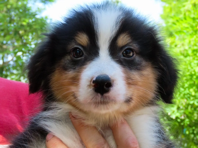 Perros Pastor Australiano en venta