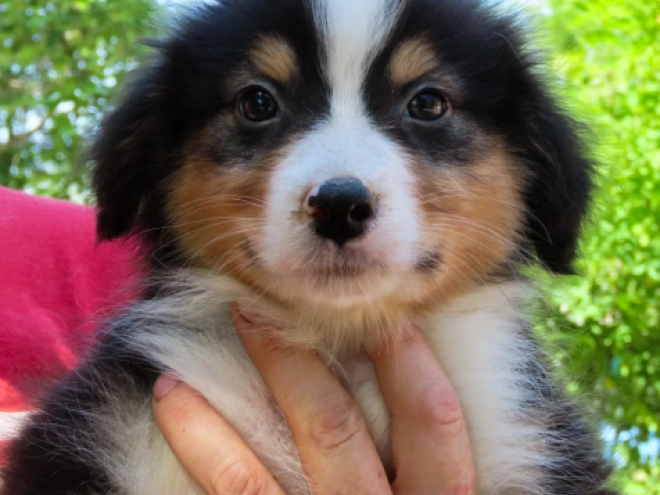 Perros Pastor Australiano en venta