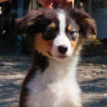 Bear, black tricolor Australian Shepherd for sale