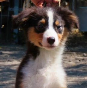 Australian Shepherd Welpe kaufen