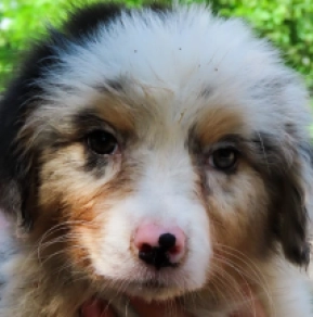 Australian Shepherd puppy for sale