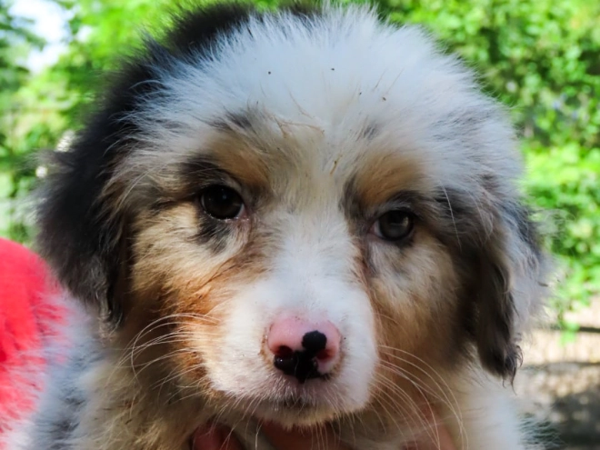 Australian Shepherd Welpe kaufen