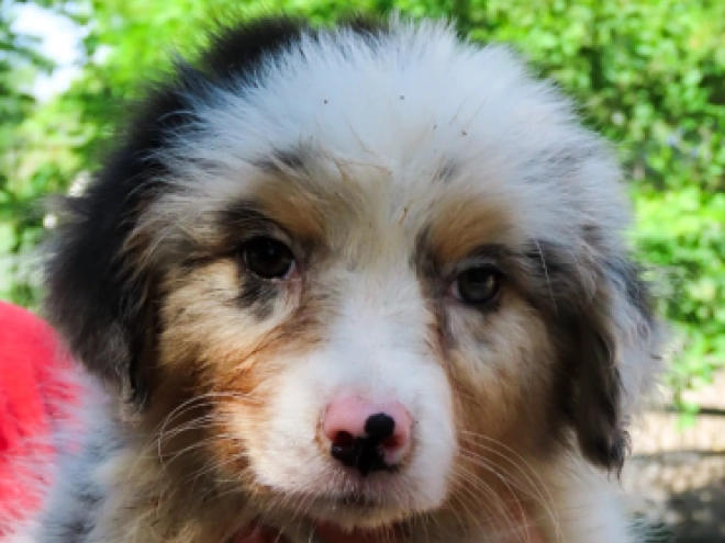 Australian Shepherd Welpe kaufen