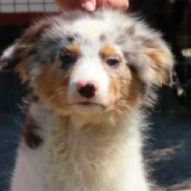 Steele, merle Australian Shepherd for sale