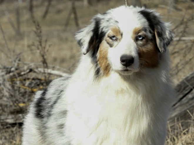 Perros Pastor Australiano en venta