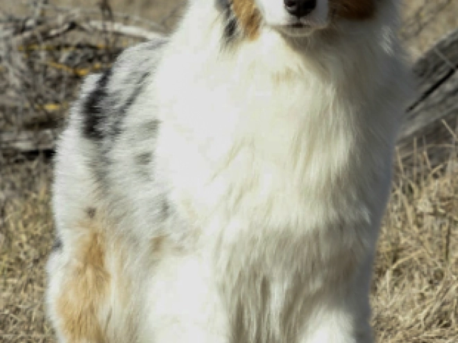 Perros Pastor Australiano en venta