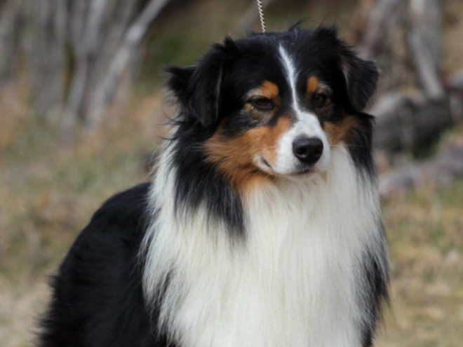 Perros Pastor Australiano en venta