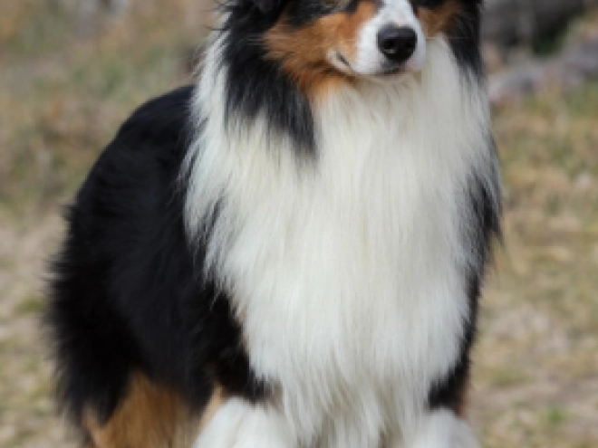 Perros Pastor Australiano en venta